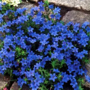Welkoop nl - Tuinplanten online kopen? | Korting tot 50% | beslist.nl