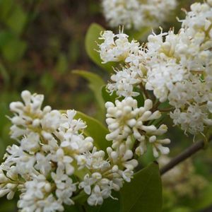 Ligustrum Lucidum - Liguster - 30-40 cm in pot: Grote struik of kleine boom met glanzend groene bladeren.