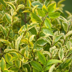 Ligustrum ovalifolium - 150 - 175 cm clod - Struiken kopen? | Korting tot  20% | beslist.nl
