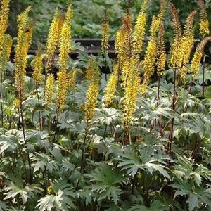 6 x Ligularia Przewalskii - Grijsaard pot 9x9cm - Langbloeiende vaste plant