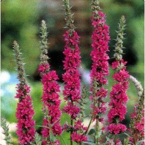 6 x Lythrum Salicaria - Kattestaart Pot 9x9 cm - Roze Bloemen aan Waterkant