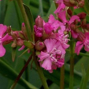 6 x Lychnis Viscaria 'Splendens' - Koekoeksbloem - Pot 9x9cm - Helderrode bloemen, aantrekkelijk voor vlinders