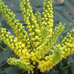 Mahonia Media 'Winter Sun' - Mahonia|Druifstruik - 30-50 cm in pot: Wintergroene struik met heldergele bloemen in de winter.