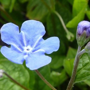 3 x Omphalodes Verna - Amerikaans Vergeet-Mij-Nietje pot 9x9cm - Blauwe bloemen, bodembedekker