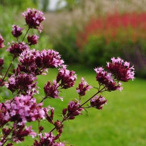 6 x Origanum Laev.'Herrenhausen' - Marjolein pot 9cm x 9cm