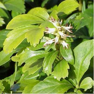 24 stuks Pachysandra terminalis- Pachysandra pot 9x9cm - De Perfecte Bodembedekker voor Schaduwrijke Plekken