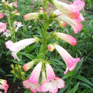 6 x Penstemon 'Apple Blossom' - Schildpadbloem Pot 9x9 cm - Roze Bloeiende Vaste Plant