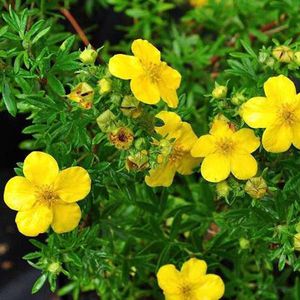 Potentilla Fruticosa 'Goldfinger' - Struikganzerik 20-25 cm pot