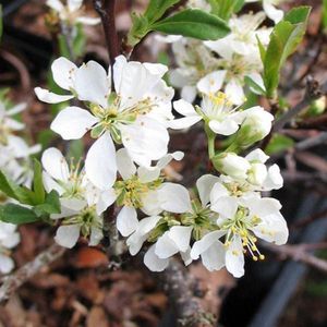 Prunus Pumila Depressa - Zandkers, 25-30 cm in pot: Laaggroeiende bodembedekker met kleine witte bloemen.