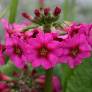 6 x Primula Pulverulenta - Sleutelbloem pot 9x9 cm- Kleurrijke Voorjaarsbloeier