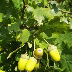 Quercus Robur - Zomereik - Hoogte 375 cm Pot