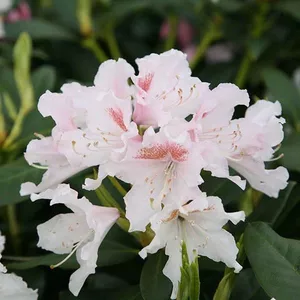 Welkoop - Tuinplanten online kopen? | Korting tot 50% | beslist.nl