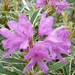 Rhododendron Ponticum 'Variegatum' - 40-50 cm pot: Bontbladige rhododendron met paarse bloemen, zeer winterhard.