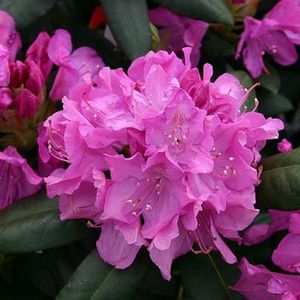 Rhododendron 'Roseum Elegans' - 40-50 cm in pot: Roze tot lila bloemen, zeer winterhard.
