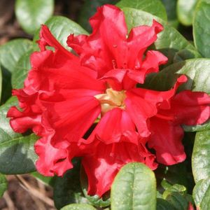 Rhododendron 'Scarlet Wonder' - 20-30 cm in pot: Schitterende felrode bloemen op een compacte struik.