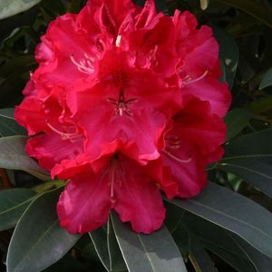 Rhododendron 'Wilgen's Ruby' - 40-50 cm in pot: Rijke robijnrode bloemen met een stralende uitstraling.