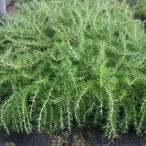 6 x Rosmarinus Officinalis 'Capri' - Rozemarijn Pot 9x9 cm - Aromatische Dwergstruik