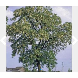 25 x Robinia pseudoacacia - Valse acacia 60- 90 cm blote wortel