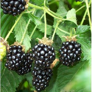 RUBUS FRUTICOSUS 'THORNFREE' - Doornloze braam 50-60 cm in pot