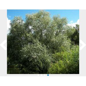 25 x Salix alba - Wilg 60- 90 cm blote wortel