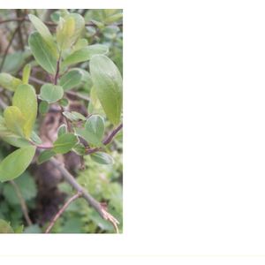 25 x Salix aurita - Geoorde wilg 60- 90 cm blote wortel