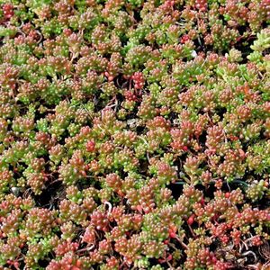6 x Sedum Album 'Coral Carpet' - Vetkruid pot 9x9cm - Bodembedekker met sappig groen blad en koraalroze bloemen