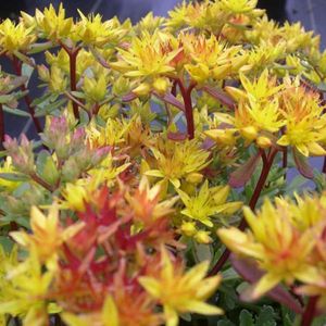 6 x Sedum Floriferum 'Weihenstephaner Gold' - Vetkruid - Geelgroene bladeren, gele bloemen
