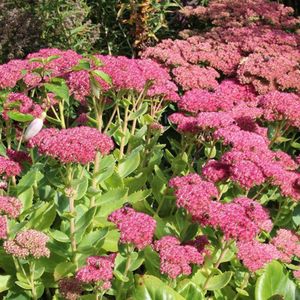 6 x Sedum 'Herbstfreude' - Hemelsleutel Pot 9x9cm - Sierlijke Herfstbloeier