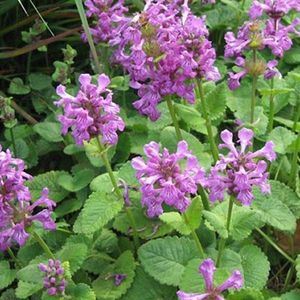 6 x Stachys Grandiflora 'Superba' - Ezelsoren Pot 9x9 cm - Grote Roze Bloemen