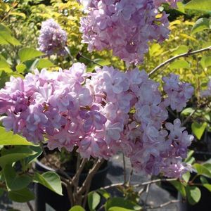 Syringa Vulgaris 'Katherine Havemeyer' - Sering, 40-60 cm in pot: Dubbelbloemige sering met lila tot paarse geurende bloemen.