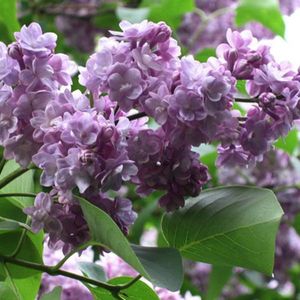 Syringa Vulgaris 'Michel Buchner' - Sering, 40-60 cm in pot: Lichtlila bloemen, groot en geurig, in weelderige trossen.