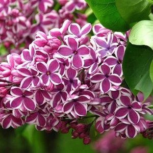 Syringa vulgaris 'Sensation' - Sering, 40-60 cm in pot: Opvallende sering met paars-witte, tweekleurige bloemen.