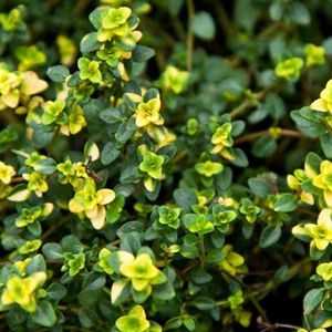 6 x Thymus 'Doone Valley' - Tijm Pot 9x9 cm - Geurige Bodembedekker