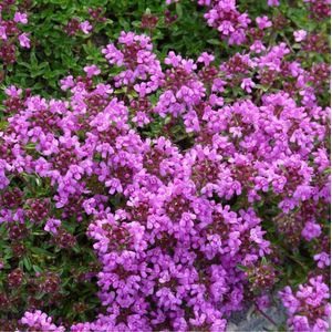 6 x Thymus Praecox 'Purple Beauty' - Kruiptijm pot 9cm x 9cm