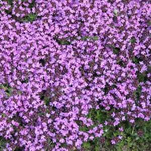 Bakker Planten kopen?  Tot 36% korting op Planten! | beslist.nl
