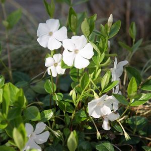 24 x Vinca Minor 'Gertrude Jekyll' - Maagdenpalm - Pot 9x9 cm: Witte bloemen, wintergroen