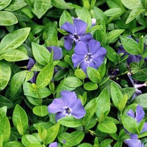 6 x Vinca Minor- Blauwe maagdenpalm pot 9x9cm - Een Robuuste Bodembedekker met Prachtige Bloemen