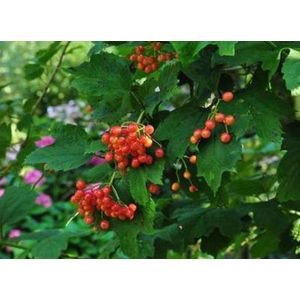 25 x Viburnum opulus - Gelderese roos 60- 90 cm blote wortel