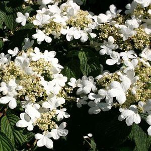 Viburnum plicatum 'Mariesii' - Sneeuwbal - 40-60 cm in pot: Sierlijke struik met horizontale takken en witte bloemschermen.