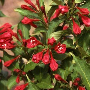 Weigela 'Red Prince' - Weigelia, 50-60 cm in pot: Struik met opvallende rode bloemen.