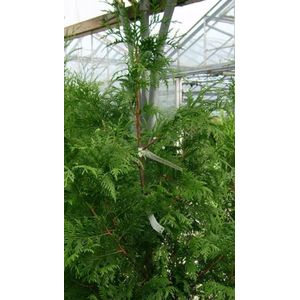 3 stuks (1 strekkende meter) THUJA PLICATA 'EXCELSA' - Levensboom 60-80 cm in pot