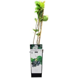 Aronia Prunifolia 'Viking' - Appelbes - 40-60 cm in pot: Struik met grote, eetbare bessen