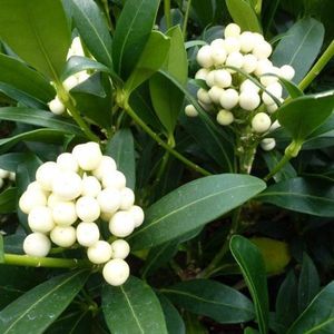 Skimmia Japonica 'Kew White' - Skimmia - 30-35 cm pot: Compacte struik met witte bloemen en glanzende groene bladeren.