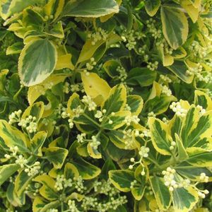 Euonymus Japonicus 'Ovatus Aureus' ('Marieke') - Japanse Kardinaalsmuts - 20-30 cm pot: Struik met geel omrande bladeren, biedt het hele jaar door kleur.