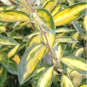 Elaeagnus ebbingei 'Limelight' - Olijfwilg - 30-40 cm in pot: Wintergroene struik met geelbont blad en zilverkleurige bloemen.