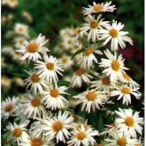 6 x Aster Novi Belgii 'Weisses Wunder' - Herfstaster pot 9x9 cm - Witte bloemen, herfstbloeier
