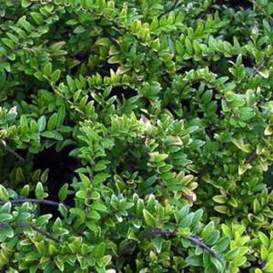 4 x Lonicera Nitida 'Maigruen' - Kamperfoelie - 30-40 cm pot: Groenblijvende, lage haag