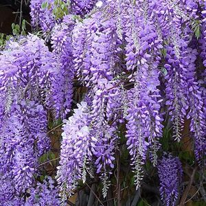 Wisteria sinensis 'Prolific' - Blauwe regen, 80-100 cm in pot: Snelle groeier met trossen van lavendelblauwe bloemen.