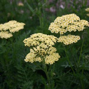 6 x Achillea 'Alabaster' - Duizendblad Pot 9x9 cm - Witbloeiende Tuinplant