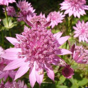 6 x Astrantia Major 'Rosea' - Zeeuws Knoopje pot 9x9cm - Rijkbloeiende vaste plant met roze bloemen en donkergroen blad